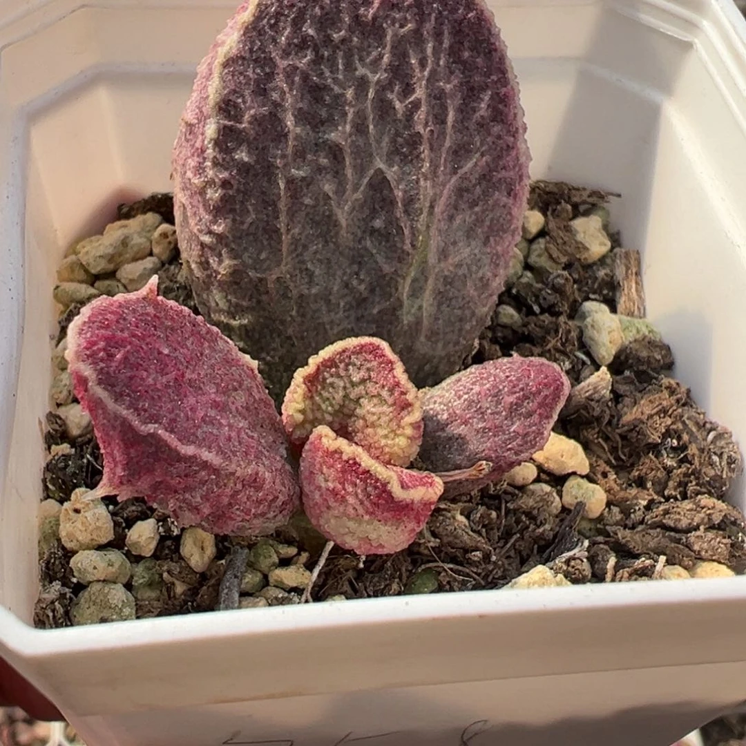 哈默猪肝带倒刺多肉植物