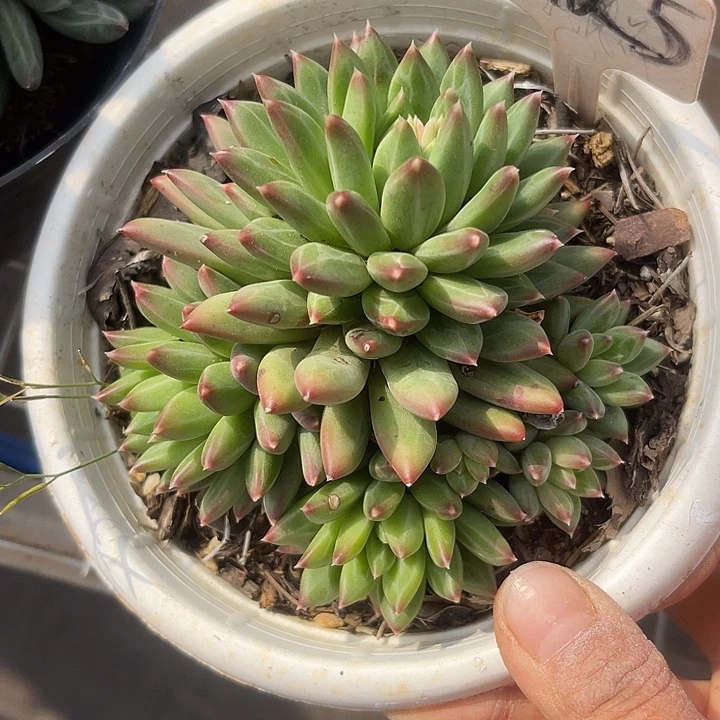 两单包邮，一物一拍，125美人