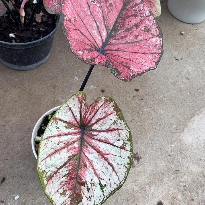 无花朵个体不售后