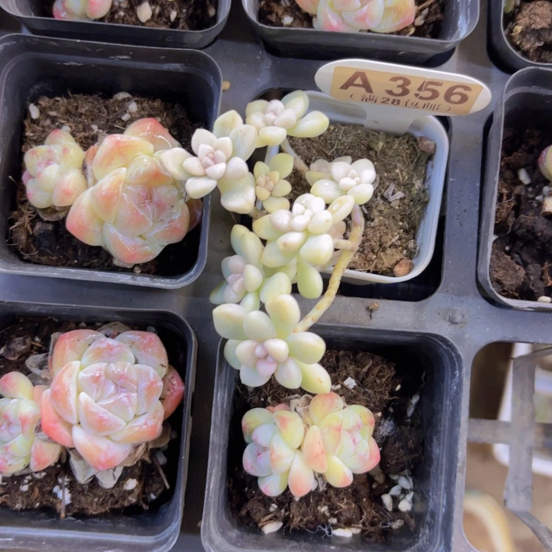 橘***噜A356丸叶姬秋丽锦一物一拍