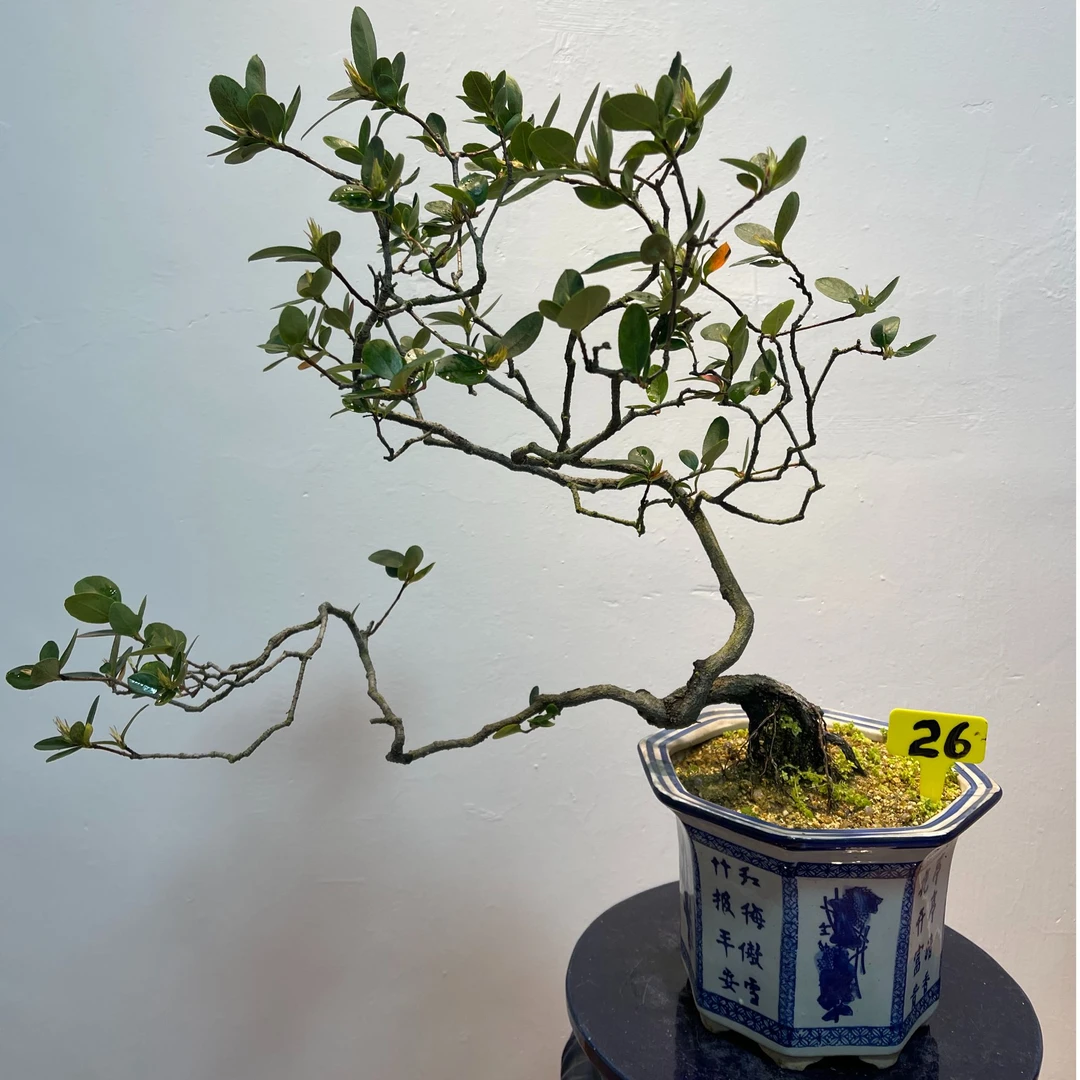 海岛春花老桩精品盆景桩