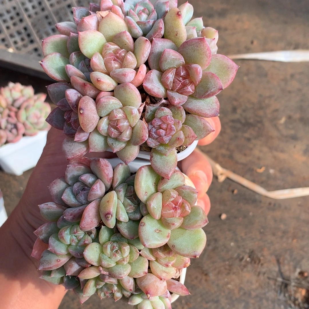 两盆组合珍妮。       20号