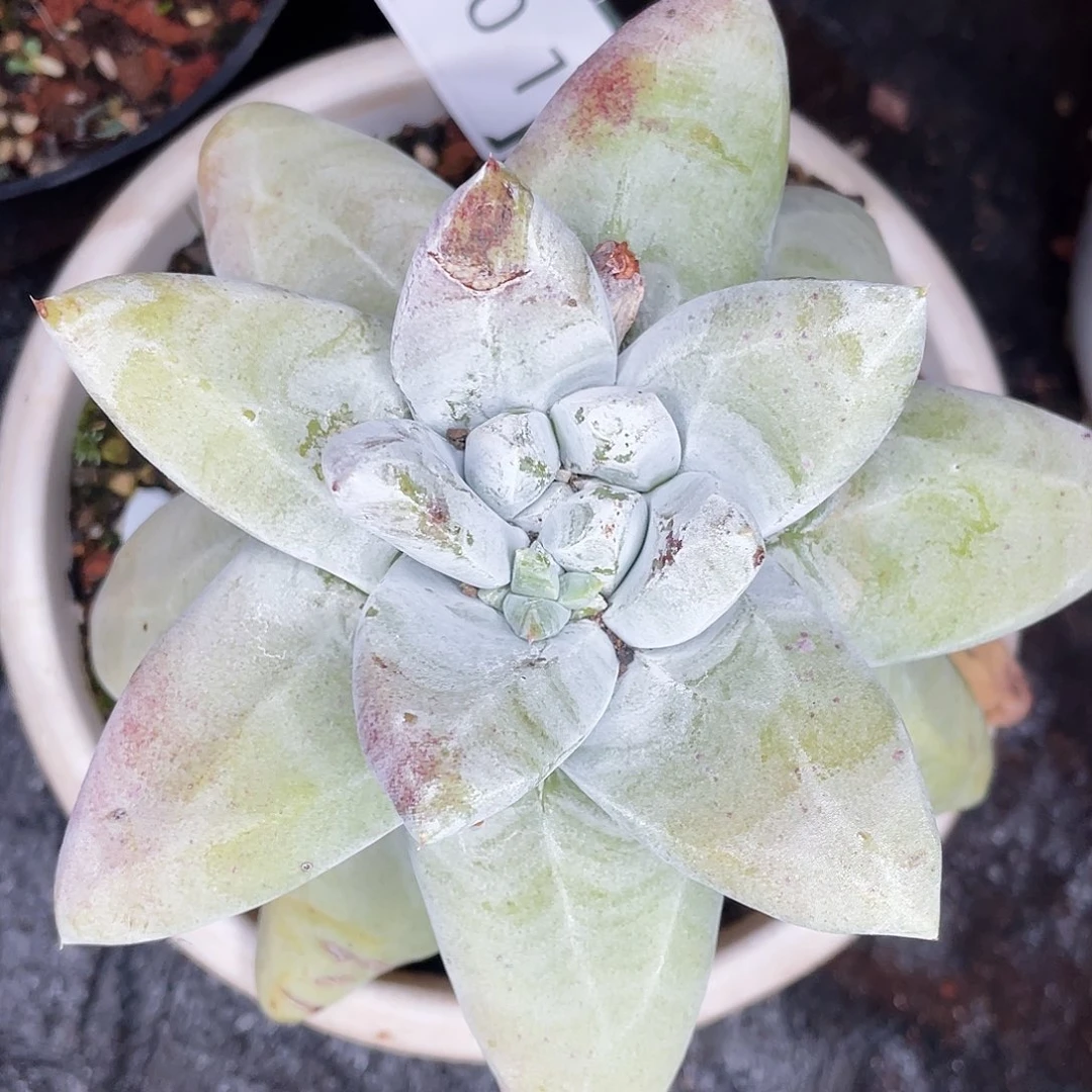 海星叶拇指老庄0301