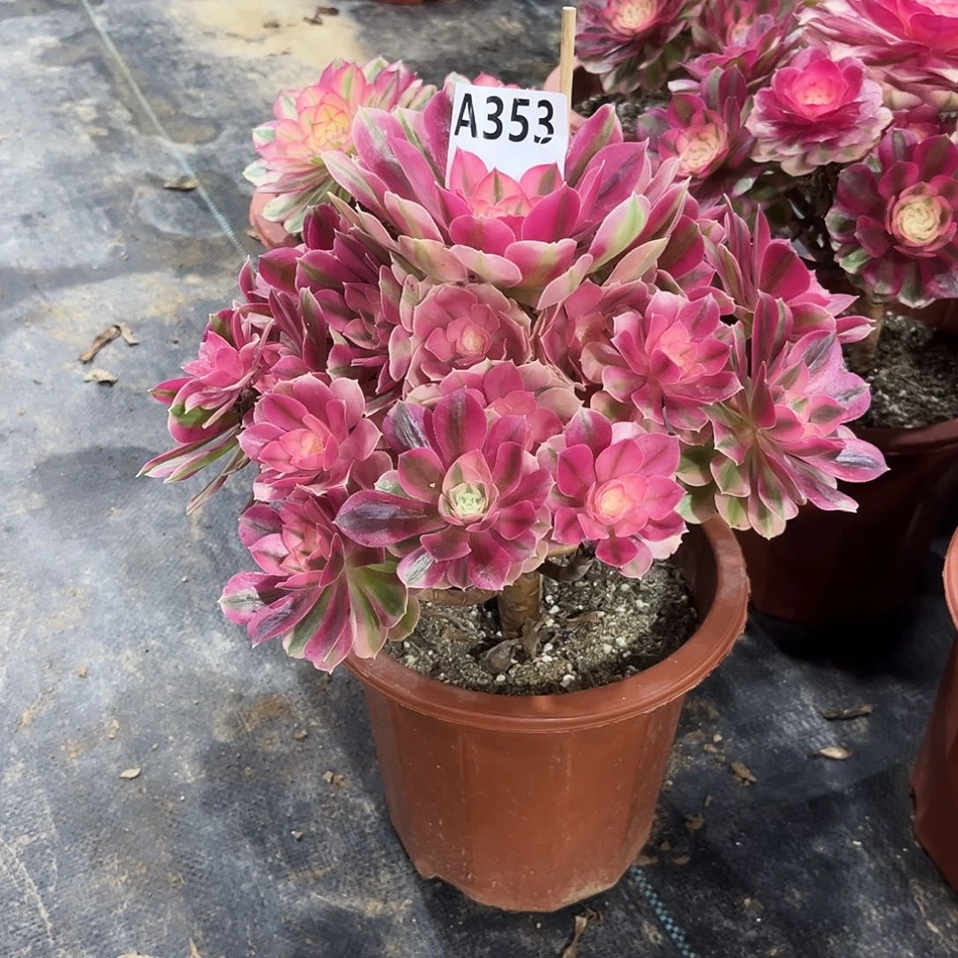 多肉植物粉女巫353多肉