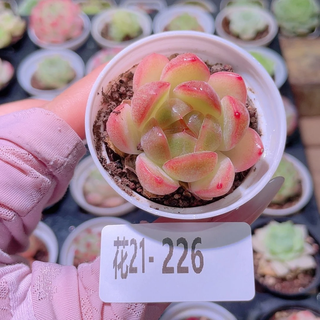 花利美21-226新品