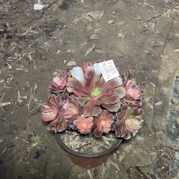 딸****611美杜莎多肉法师多肉