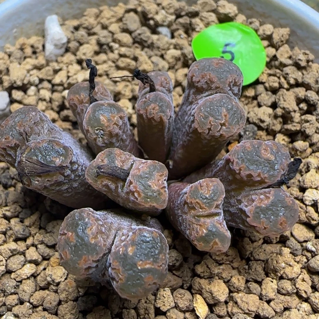 火柴头勋章群八头多肉5