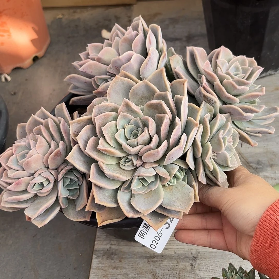 同温层多肉哈利329