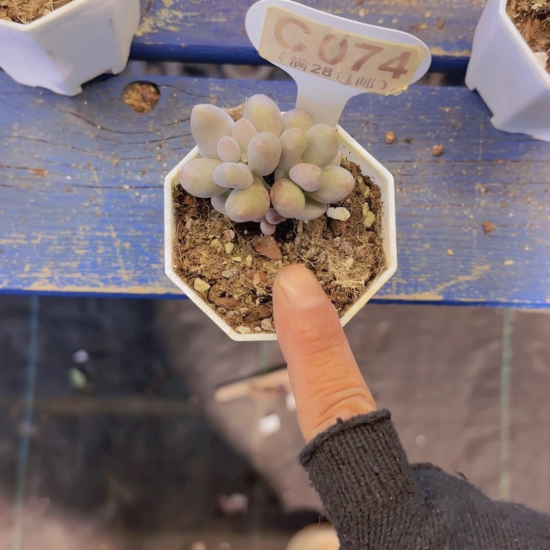 C074Mike奶一物一拍