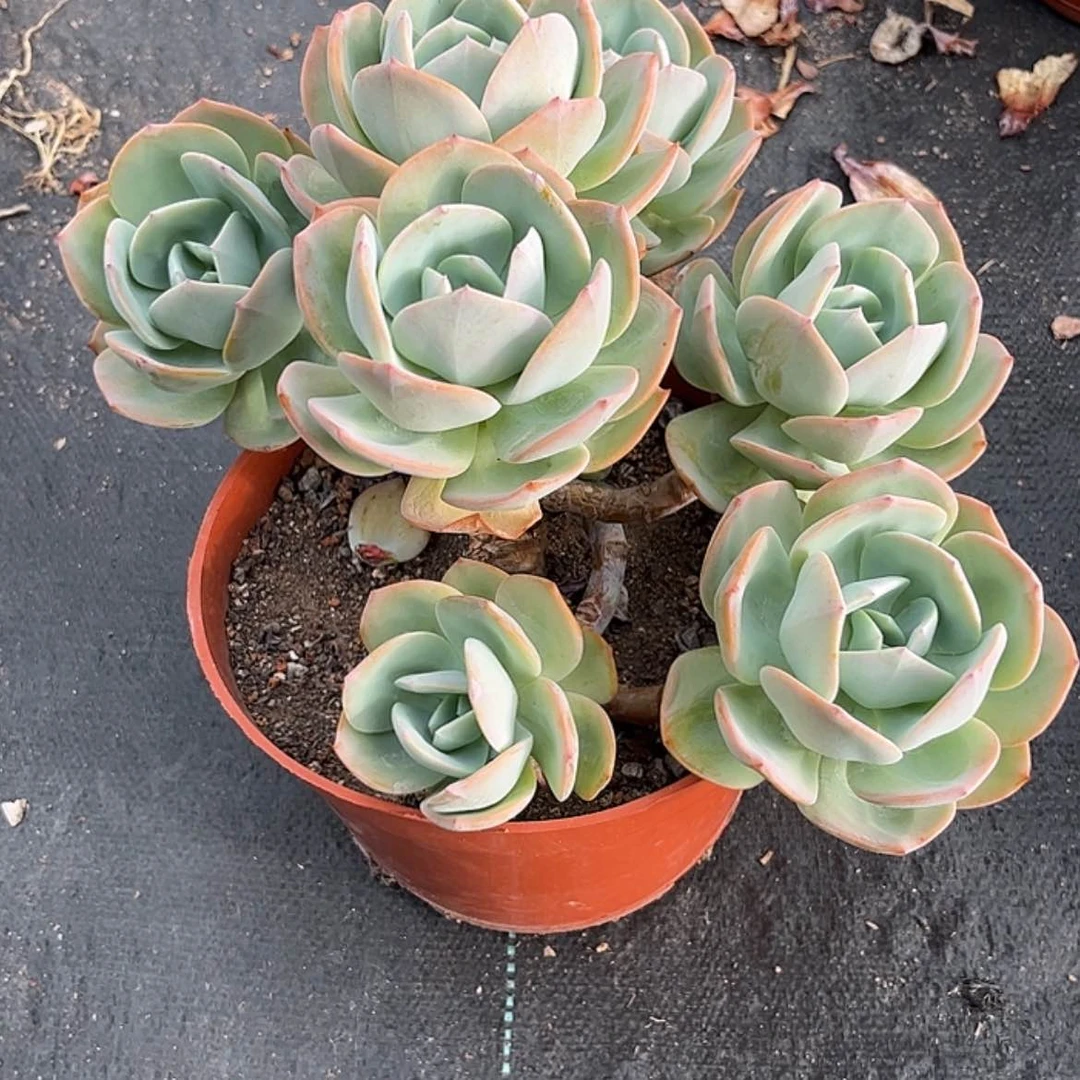 【闪购商品】无花朵n*l