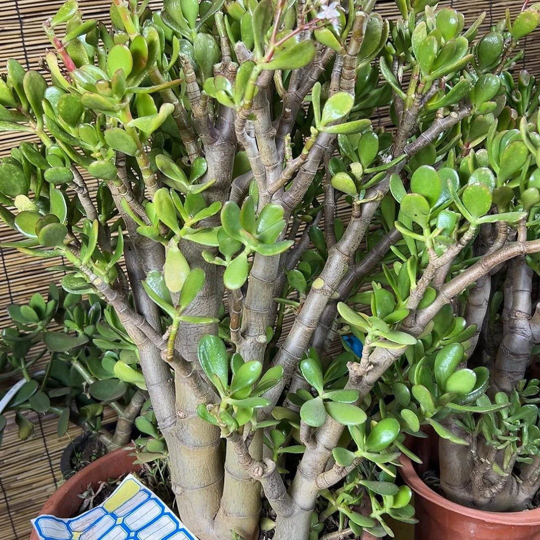 风***。完全开放大叶玉树老桩砍头