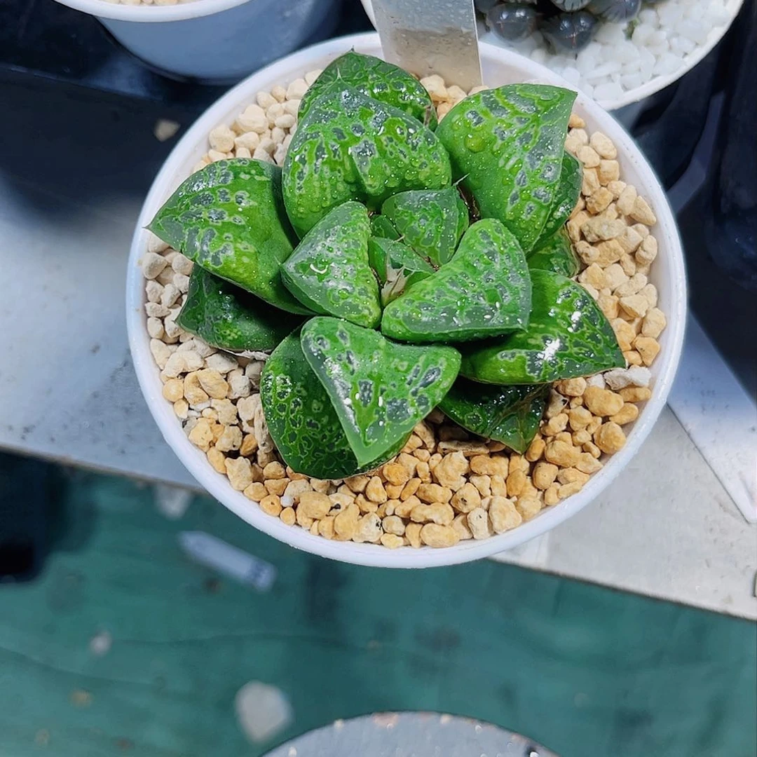 假面舞会新手好养