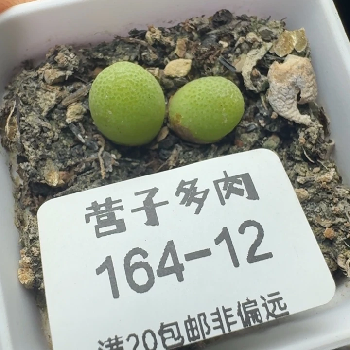 玉米脱土。