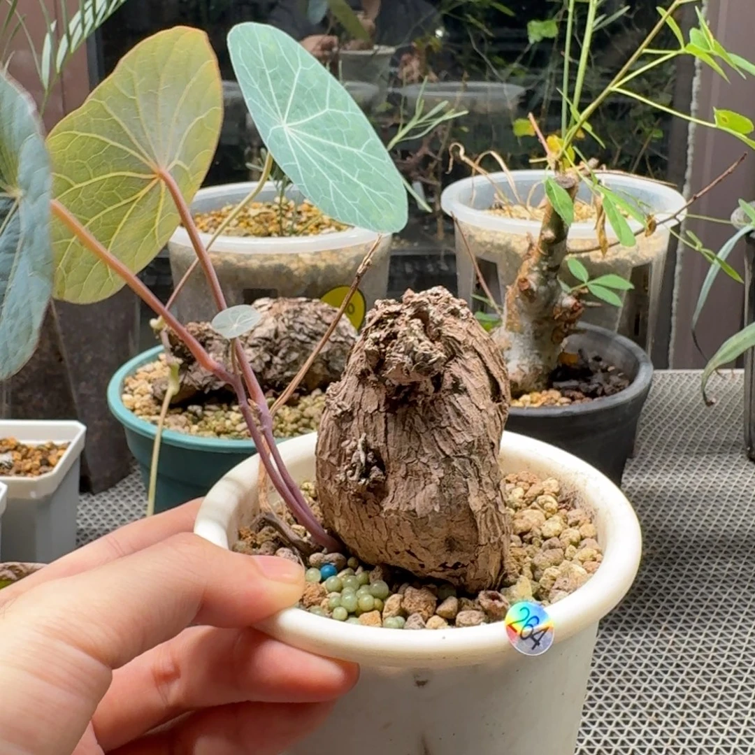 264养定一叶龟呵呵呵呵