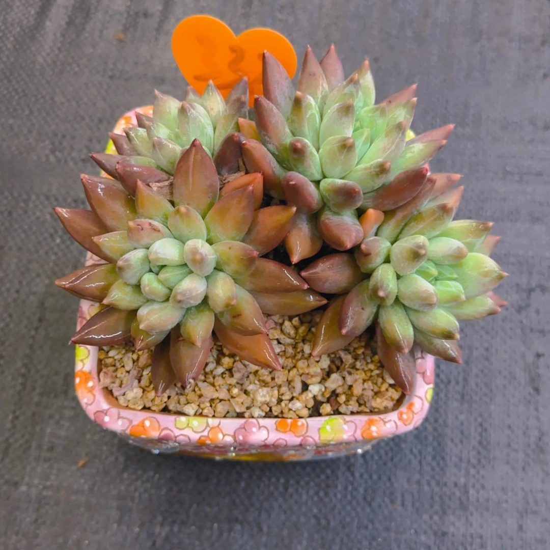 陌*332多肉植物一物一拍