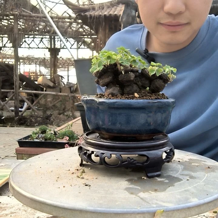 俗*人小盆景小植物一物一拍51