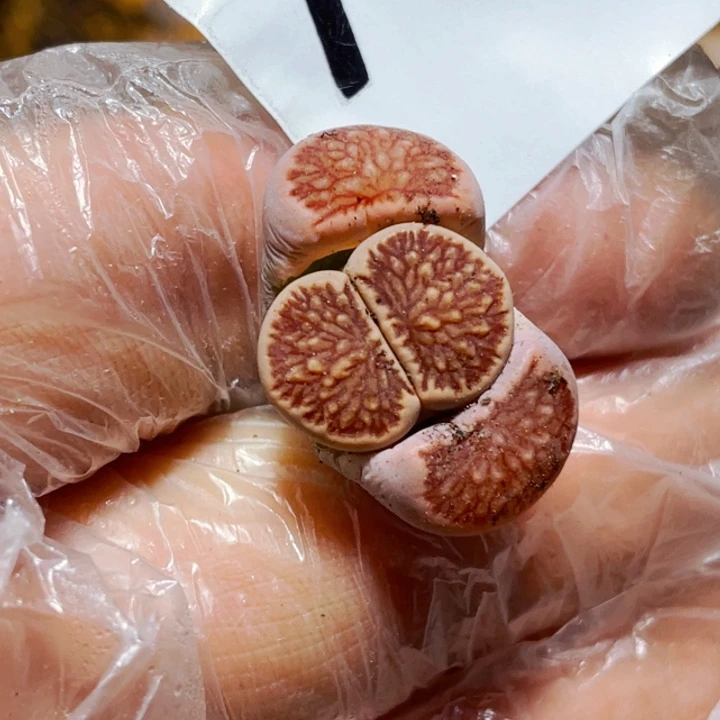 七*782红窗菊优选l l l