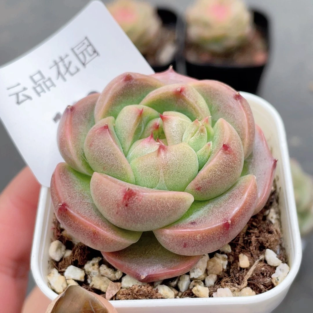 119号糖心冰心珍妮 鸽子蛋