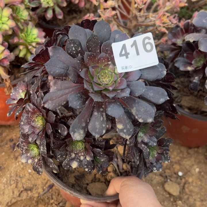 墨筒多肉植物416
