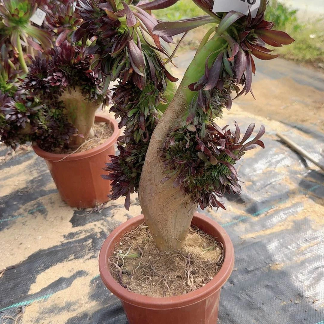 528黑法师一颗呀呀