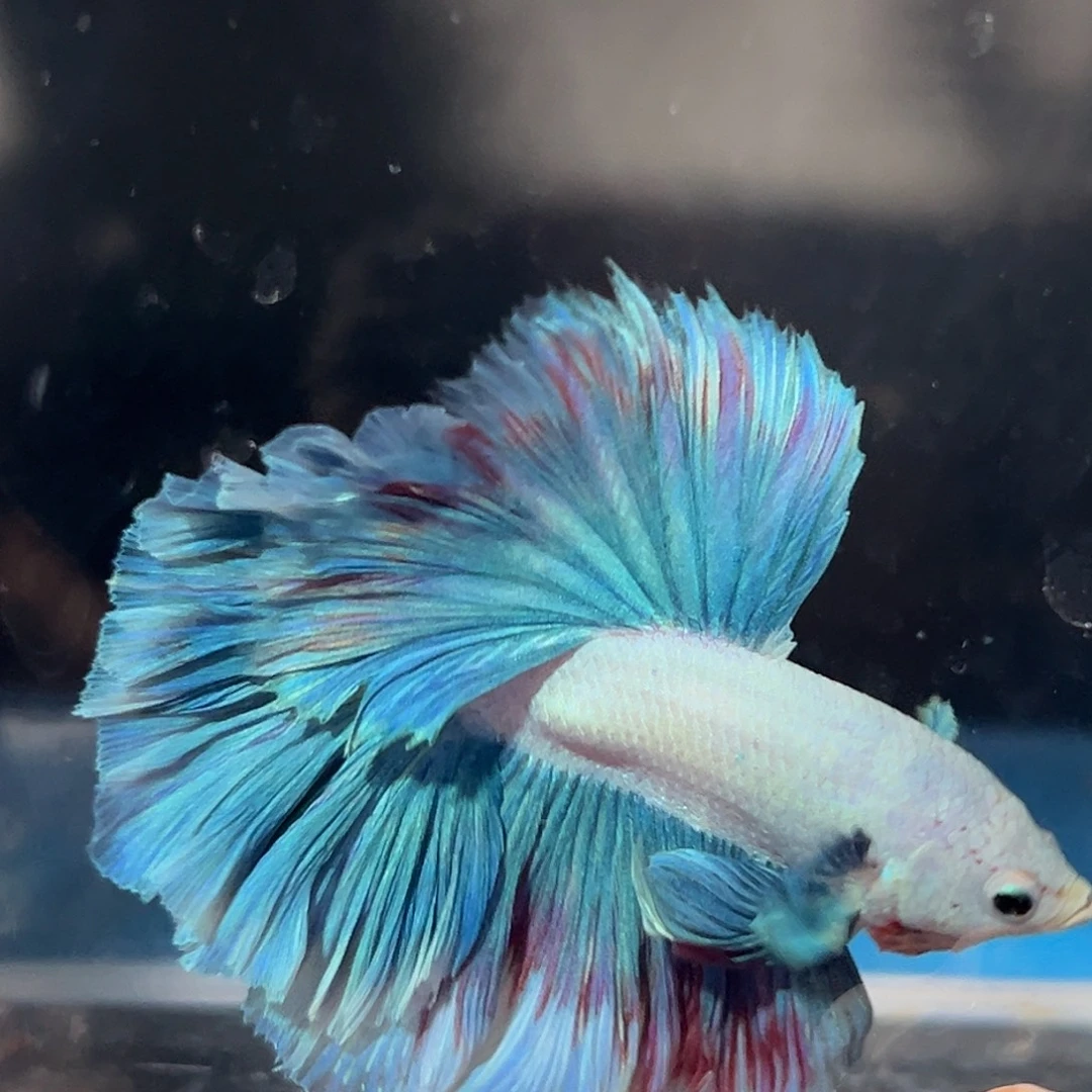 斗鱼53号特价活动鱼