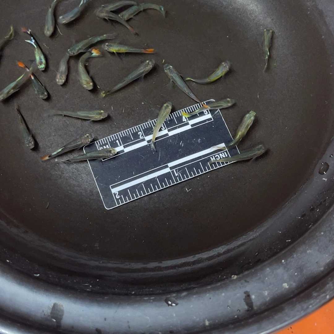 蓝鲨2号哈哈哈哈哈哈