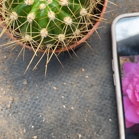 妃子笑4公分左右46788