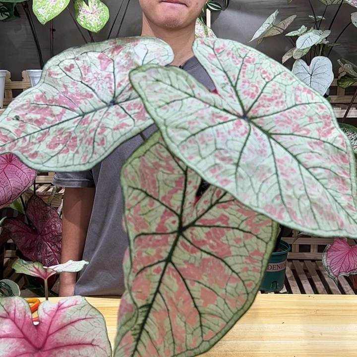 不开花植物胭脂彩叶芋