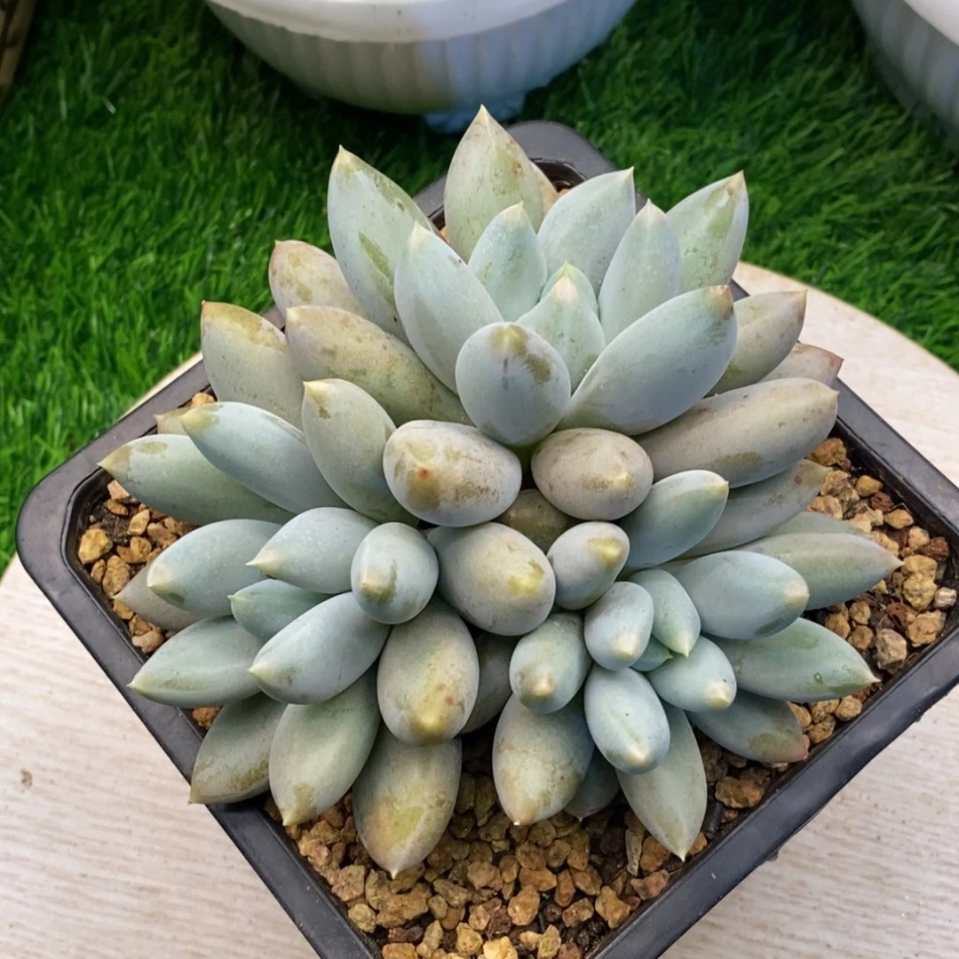 黄胖体哥特萝莉群