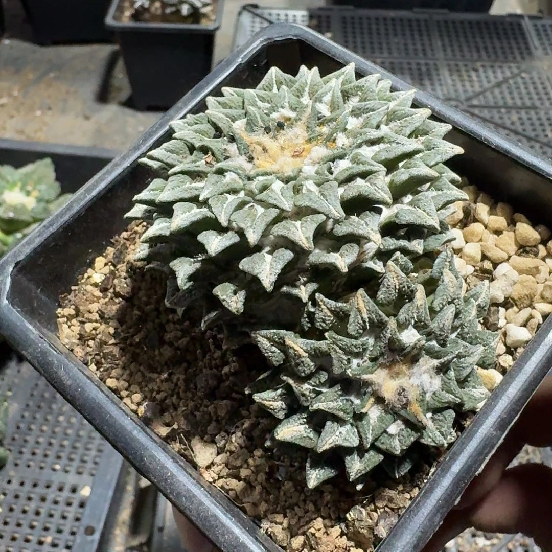 771号仙人球萝卜根带盆土