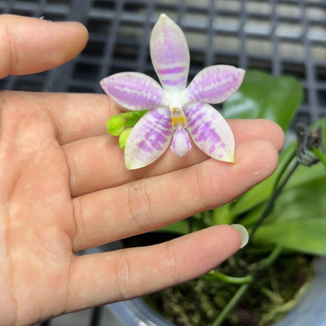 完全开放l351八寸海底世界