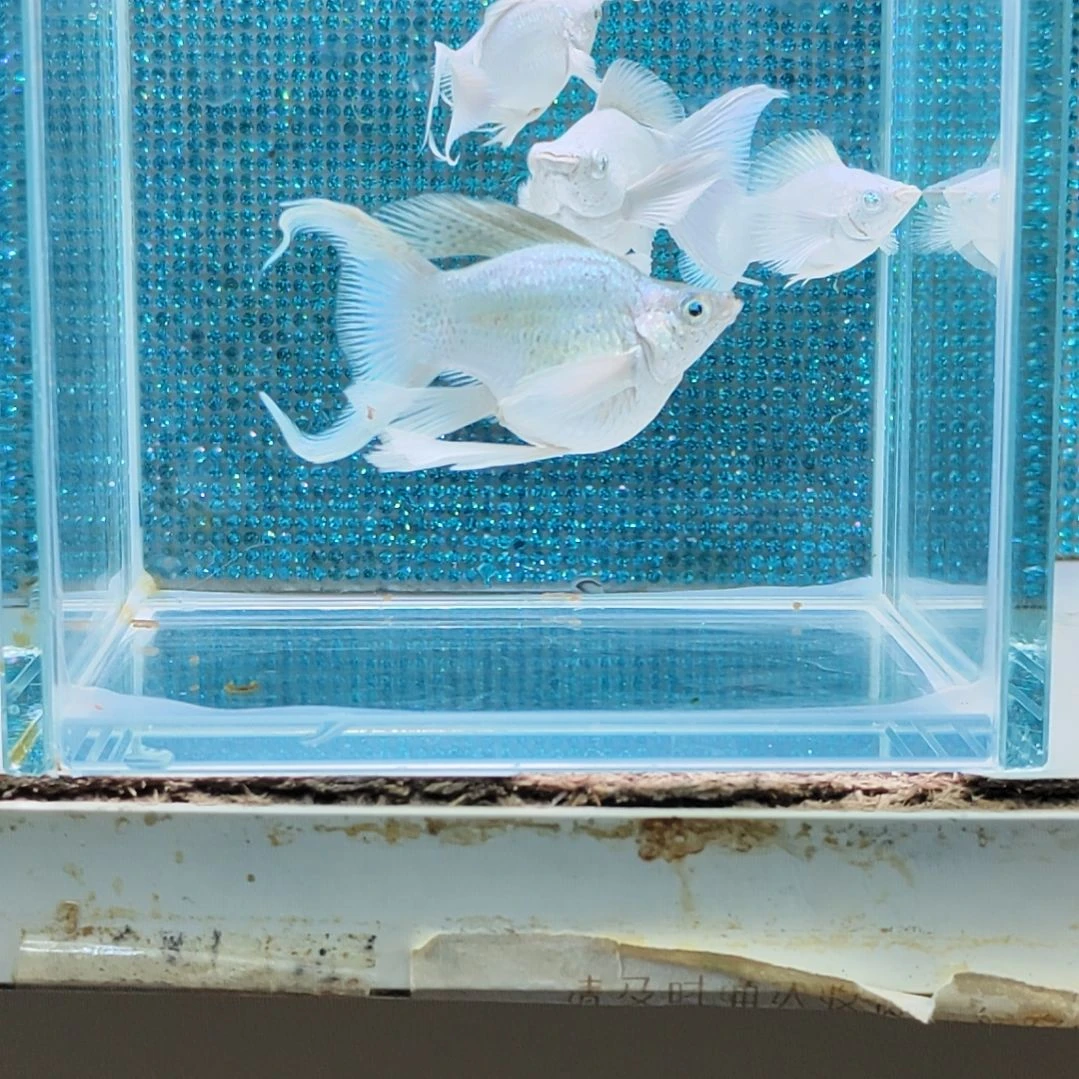 孔雀鱼瓷白玛丽球