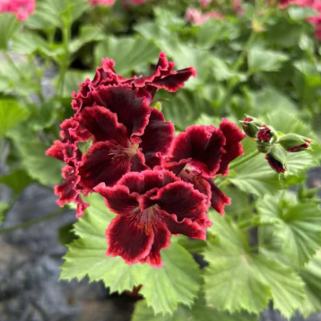 【原发子弹】大花天竺葵蝴蝶梅