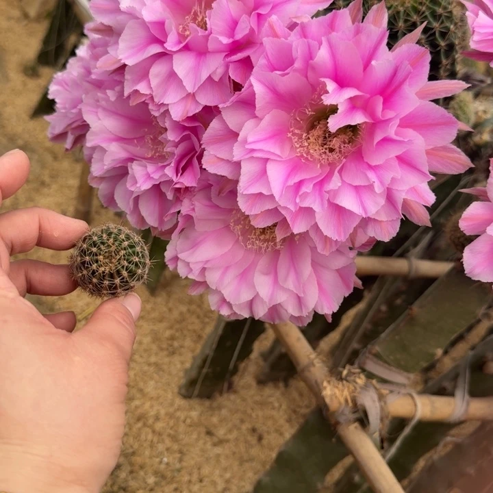 200彩草贵妇歪无根侧牙4公分左右