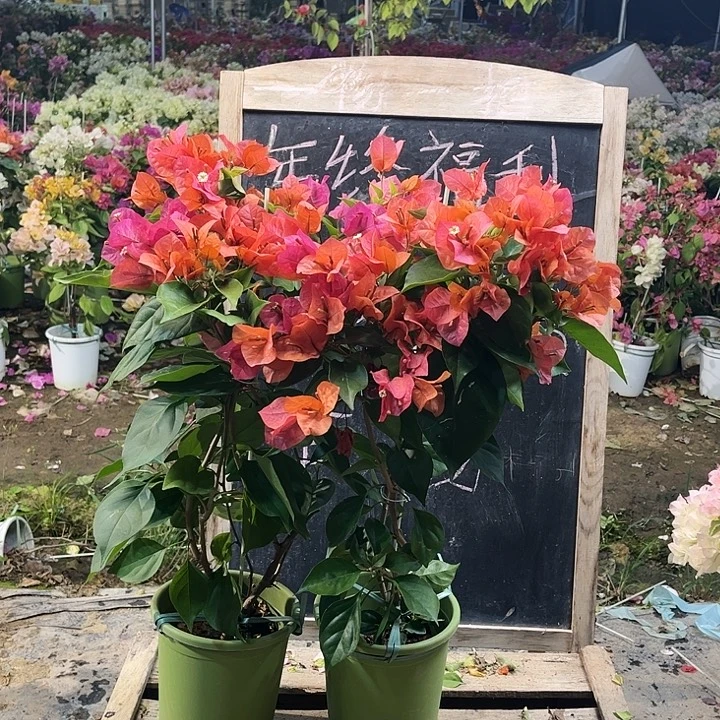 完全开放三角梅米奇