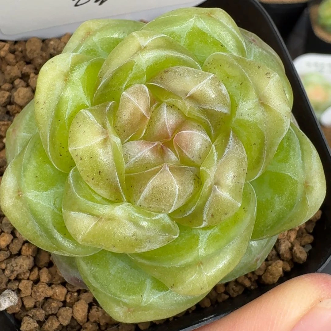0615-015-牡丹单头