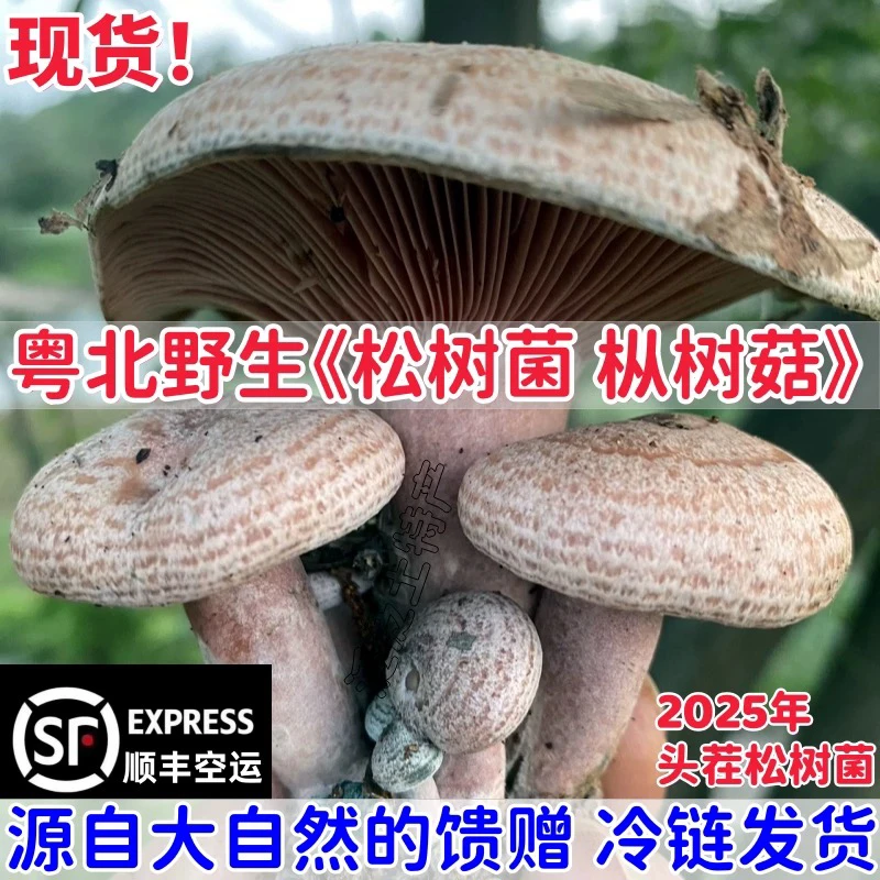 【农村小锅】新鲜采摘美味枞树菇精品乌枞菌黄枞菌可食用松树菌蘑菇