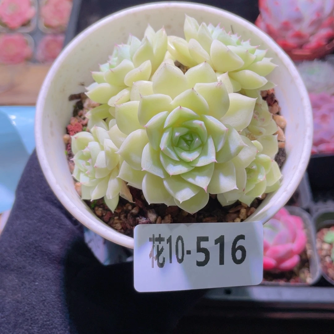 花利美10-516白天鹅