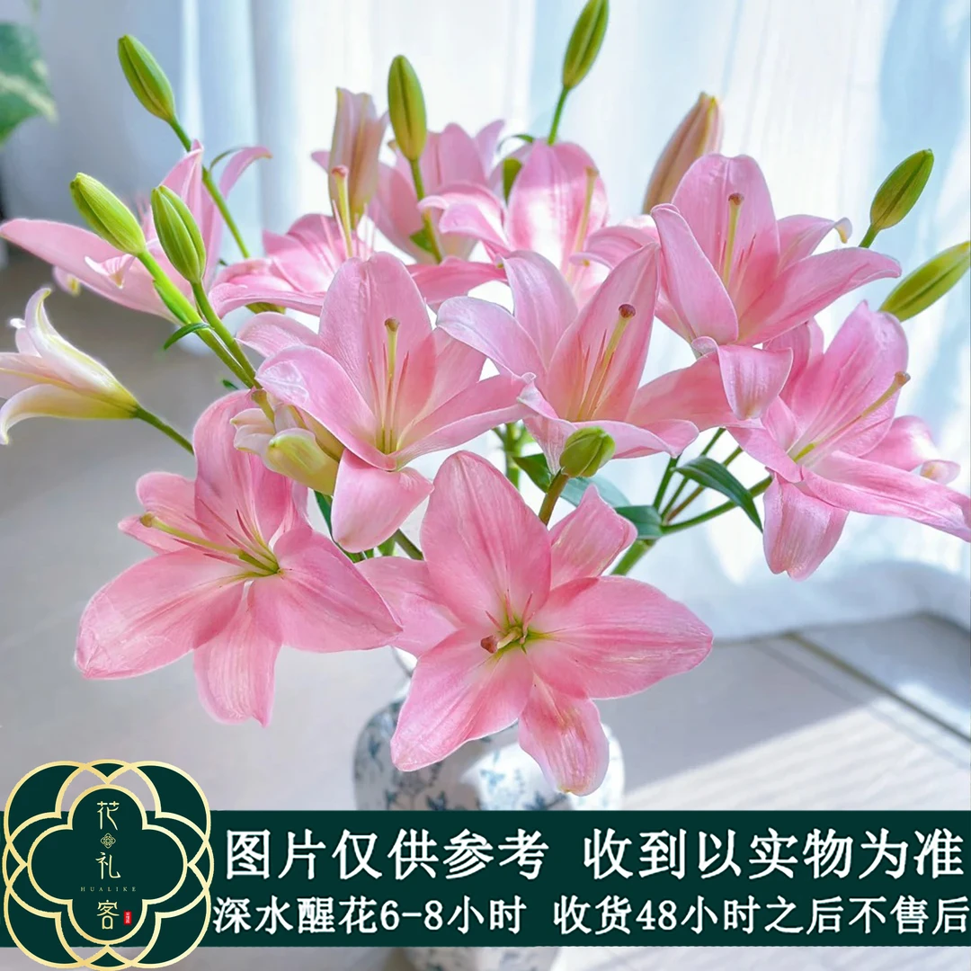 云花巷#亚百合 【小粉仙】鲜花优选 顺丰直发