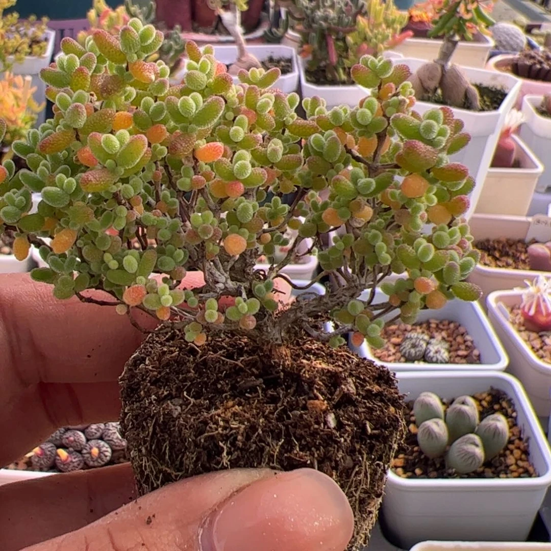 多肉植物枝干蜜桔