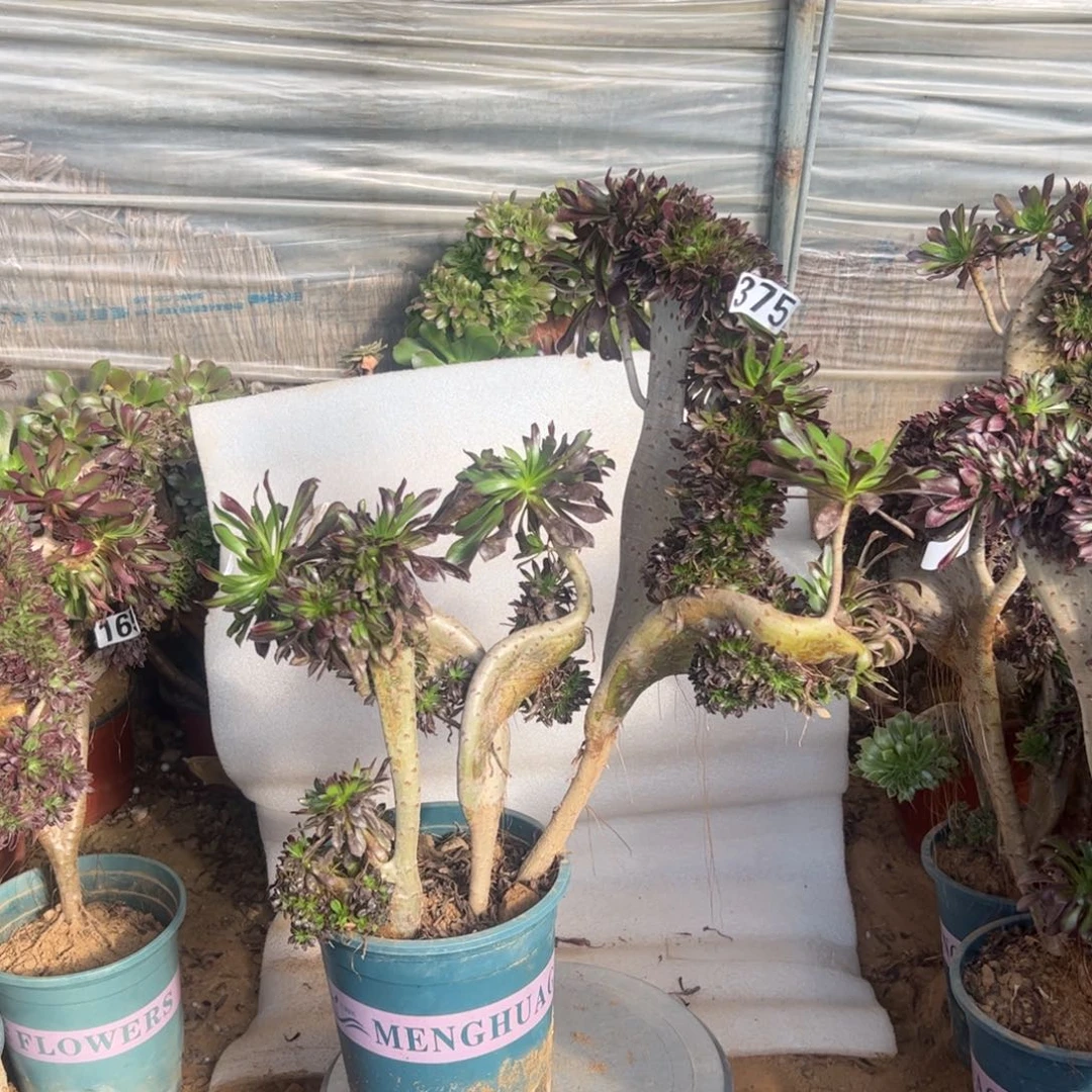 x***c有伤黑缀375高度40厘米随单发货