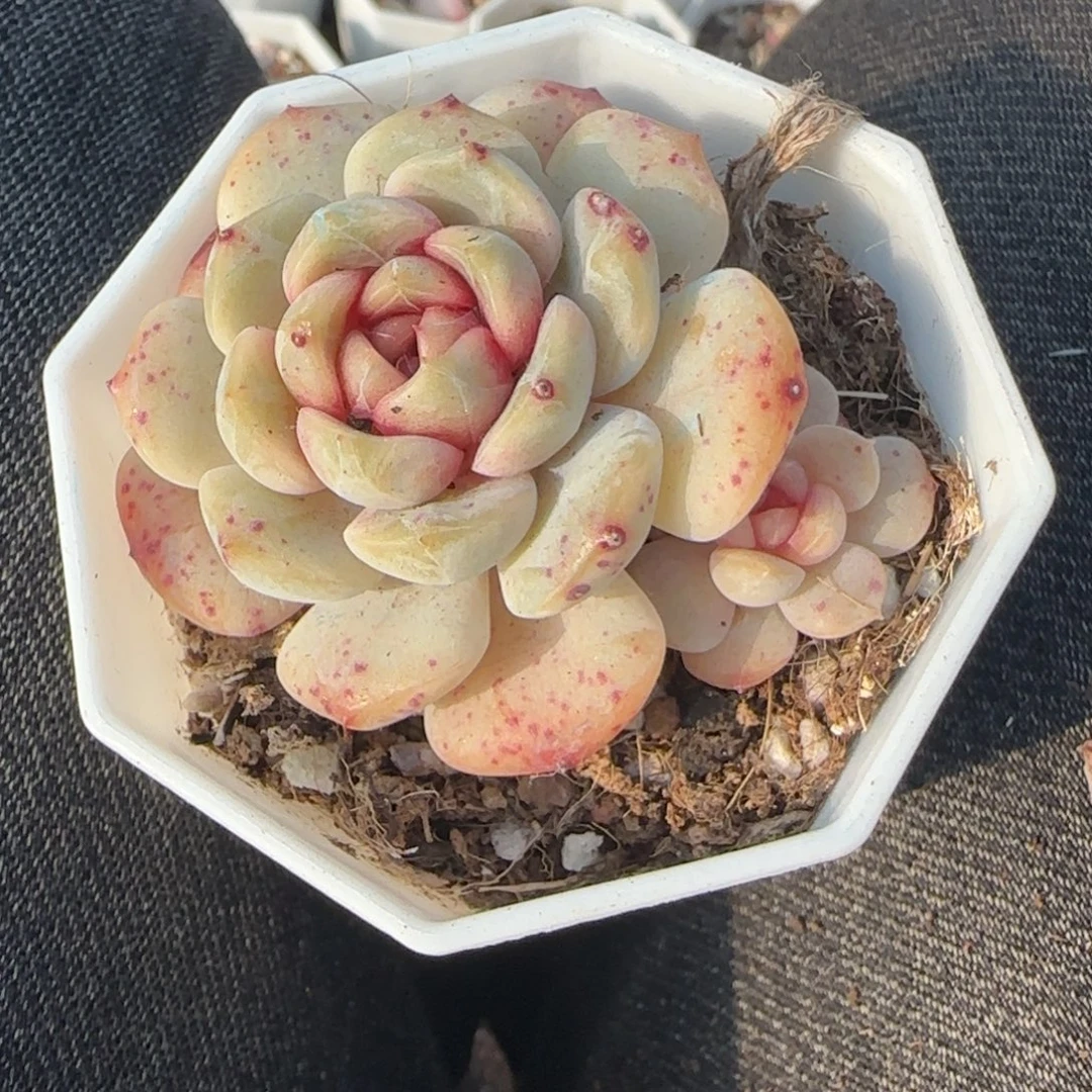 多肉小卡拉米糖心一物一拍