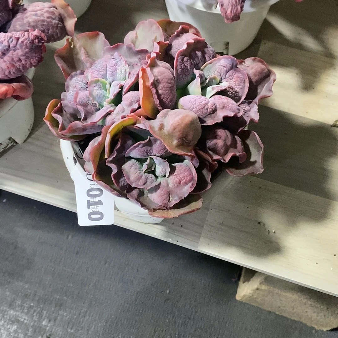 简****h010男爵多肉植物