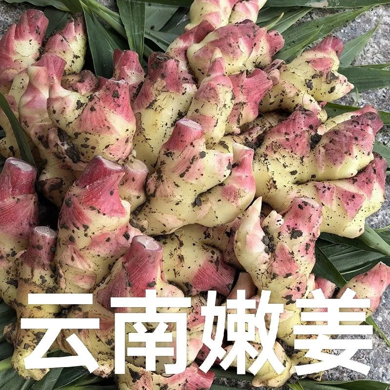 正宗云南小黄姜现挖红芽嫩姜当季蔬菜可做泡姜新鲜生姜嫩姜仔姜