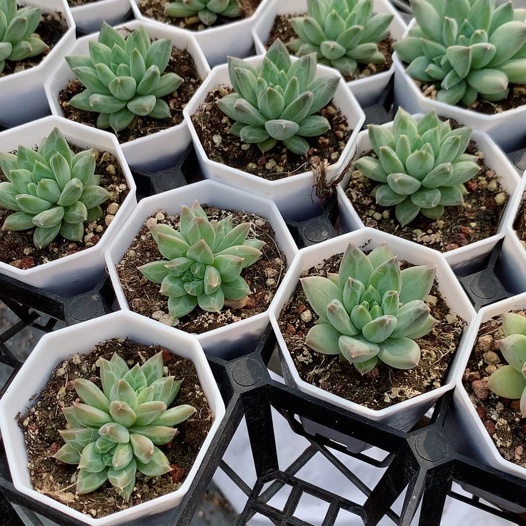 伊丽莎白2盆9494989497777