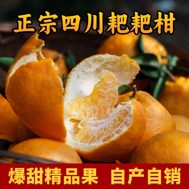 眉山仁寿耙耙柑原产地，农民自种，自然成熟，地里现摘现发。