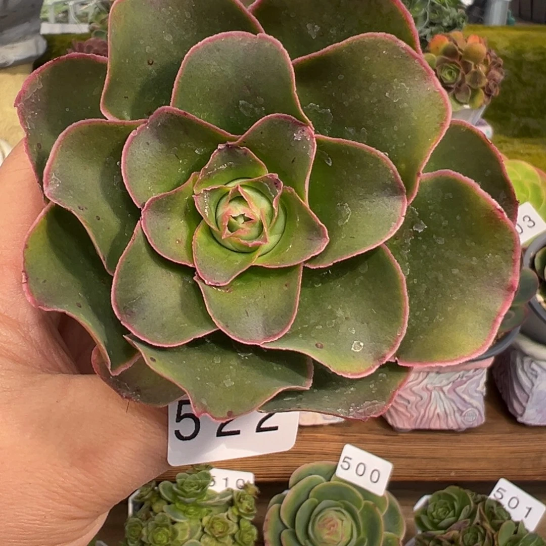 焰522百褶叶优选6厘米