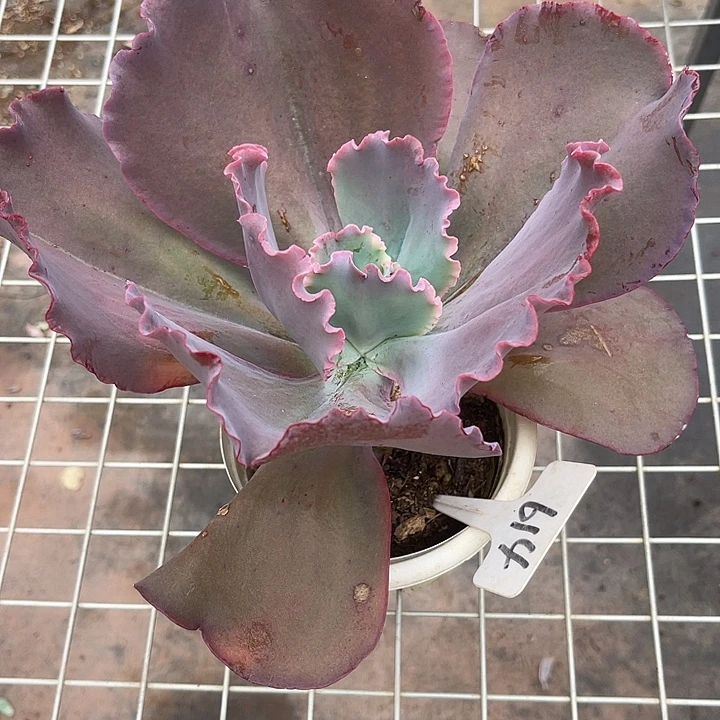 我回来了哟，两单包邮614天空之城