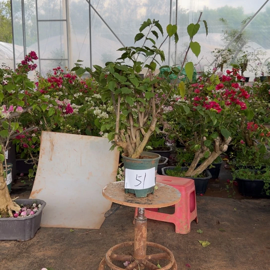 大部分花苞少量开放怡景 51