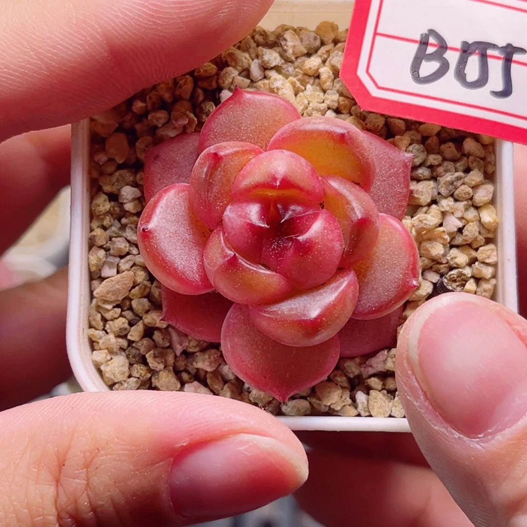 B155 一物一拍 水光系列珍妮